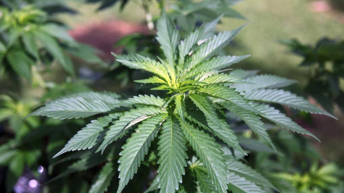 Medical marijuana plants grow in Hawaii.
