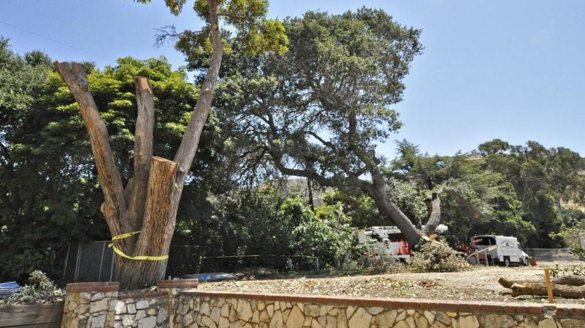 Trees were being cut down on the north side of the San Luis Obispo High school campus on July 7, 2017.
