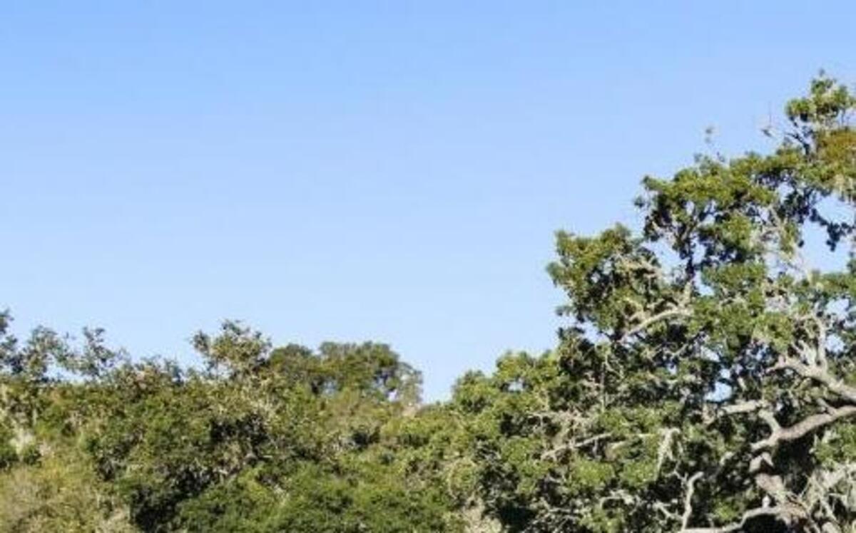 Mature oak trees.