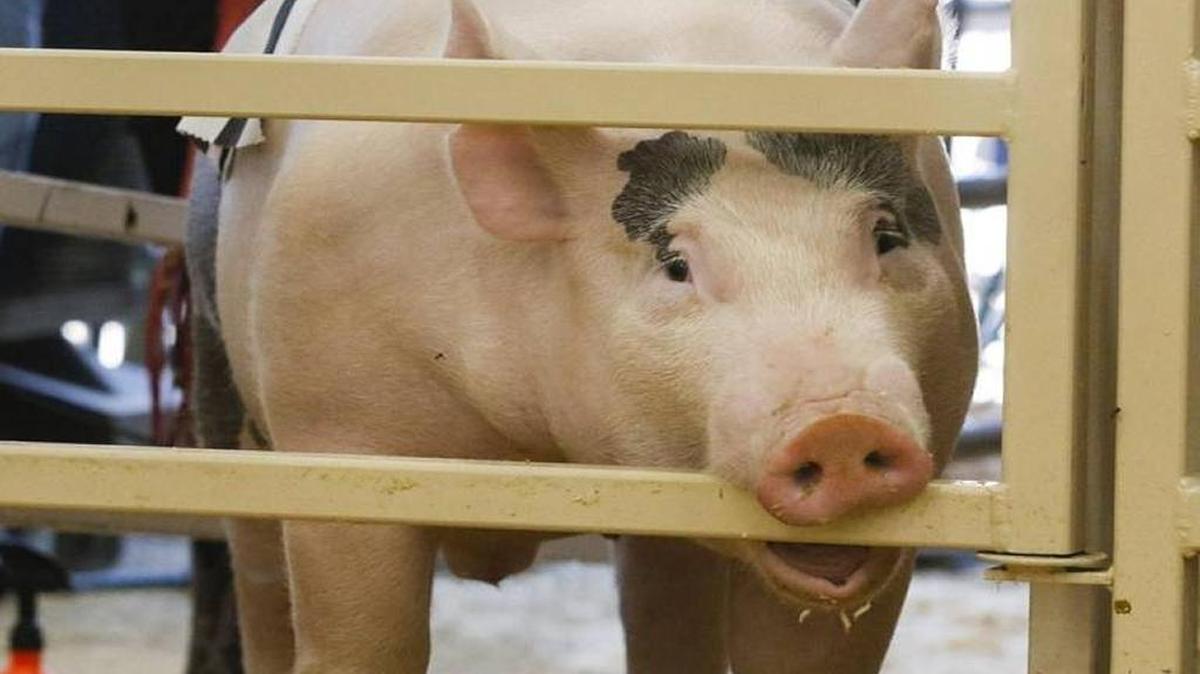 A pig at the Junior Livestock Auction at the California Mid-State Fair on Saturday, July 29, 2017.
