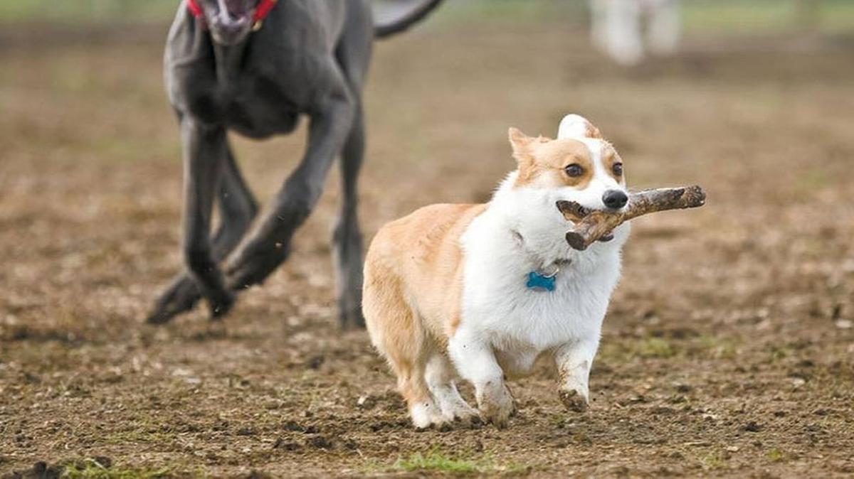 Dogs play at Vineyard Dog Park in Templeton.