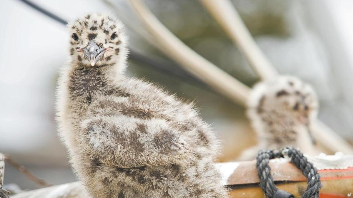 Baby seagulls sit atop a boat docked in Morro Bay where their parents have made a nest.
