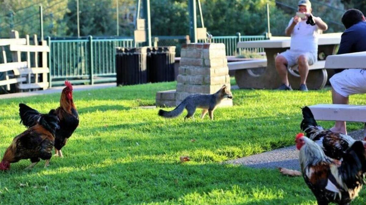 “Foxy,” the Arroyo Grande Village’s mascot gray fox, walks among the town’s roosters in 2017. A little gray fox was euthanized in 2017 after a resident complained it had killed chickens.