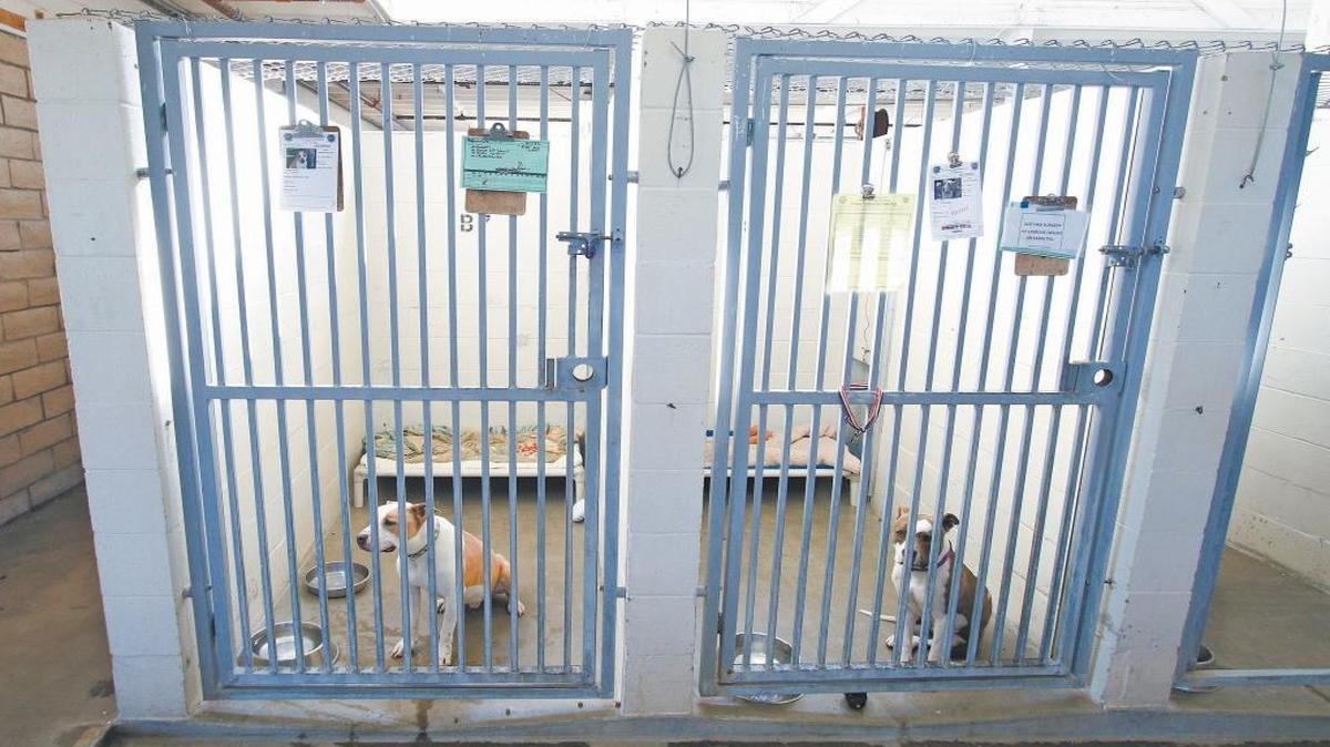 The county animal shelter, built in the 1970s on an old Camp San Luis Obispo landfill, is showing its age. Dogs await adoption in 2015.