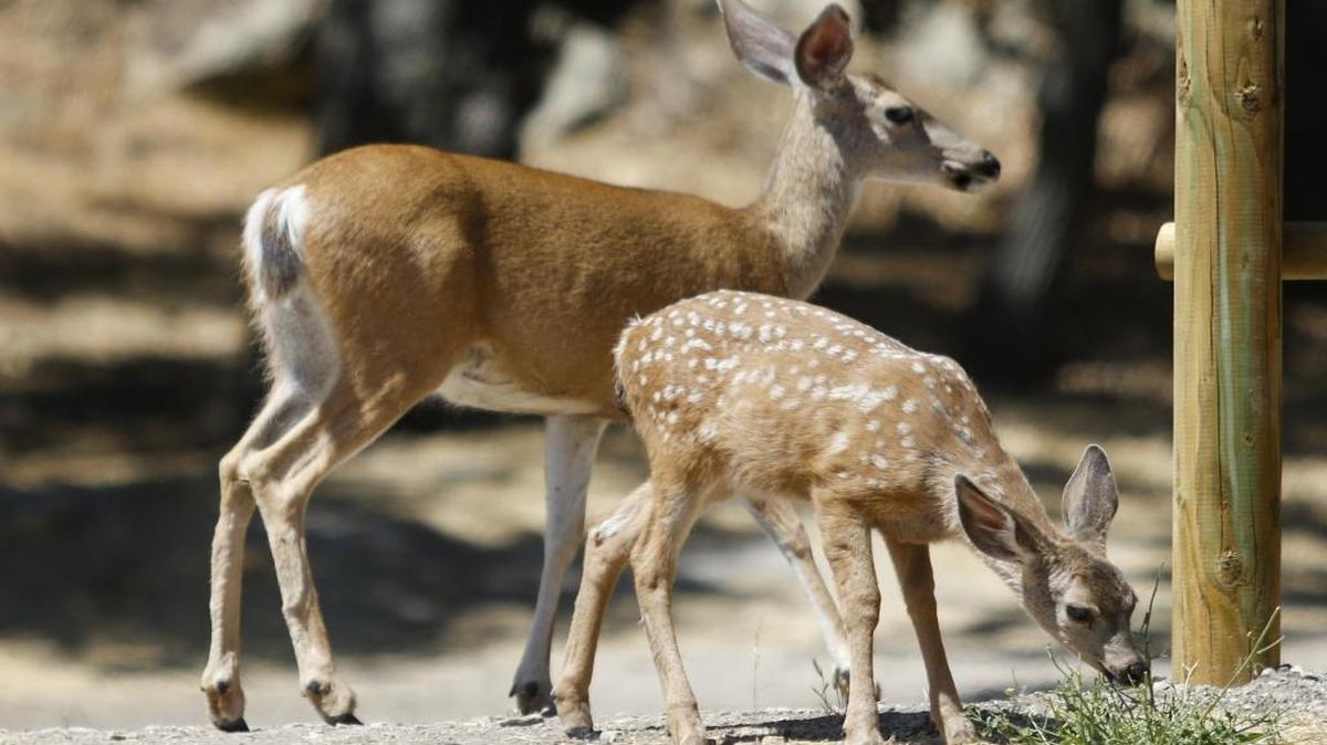 A doe and faun browse for greenery at Lopez Lake not far from the Vista Del Lago swim area.