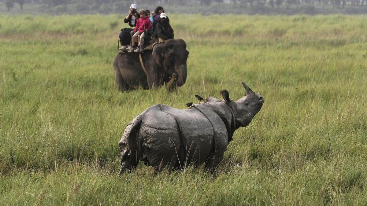 Tourists watch a one-horned rhinoceros inside the Kaziranga national park in India.