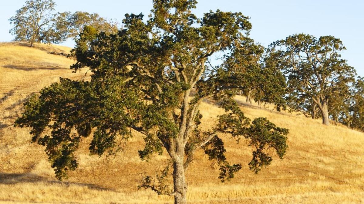 Oak trees shortly after sunrise on the Spanish Oaks Ranch next to Highway 101.