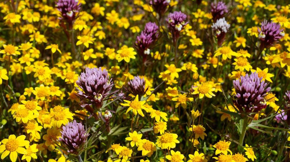 Purple Owls Clover and goldfields sprout in California Valley next to 7 Mile Road, north of Carrizo Plain National Monument. Ample rains contributed to a superbloom this year.