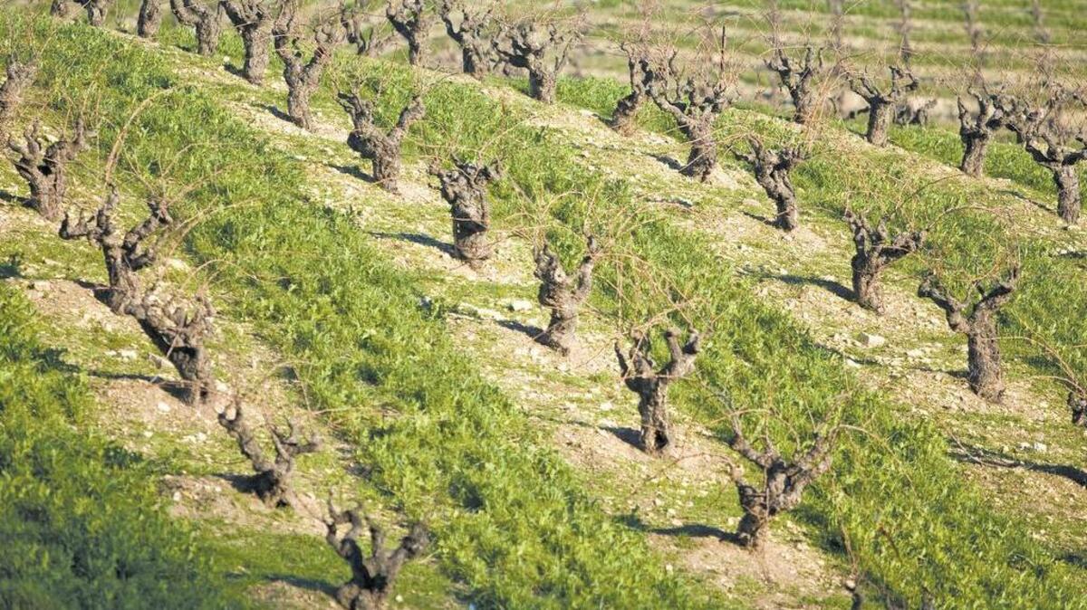 Wine vines grow near Highway 46 in the North County.