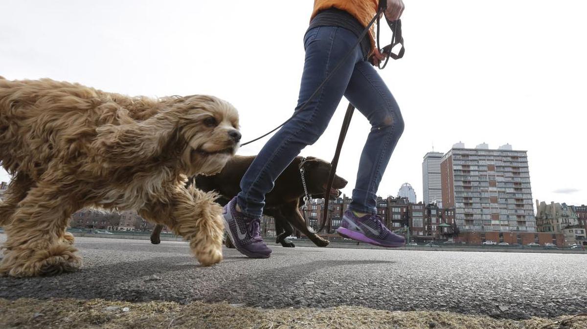 Dogs are walk on leash along a path.