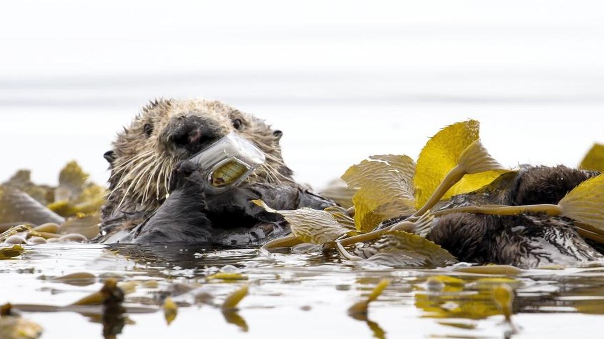 Avila Beach Paddlesports owner Vincent Shay spotted this otter on Sunday playing with a discarded Crown Royal bottle.