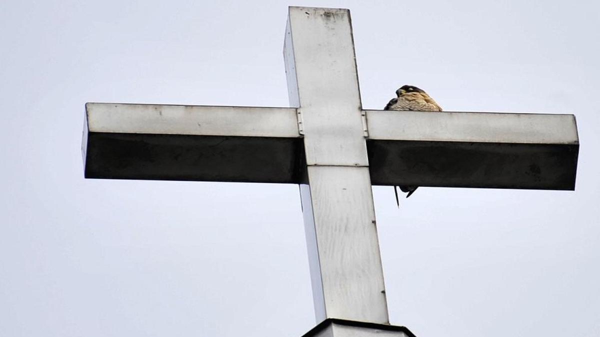 A Peregrine Falcon is perched on a steeple cross at Franklin United Methodist Church on Wednesday, Jan. 11, 2017, in Johnstown, Pa., on a warm January day.