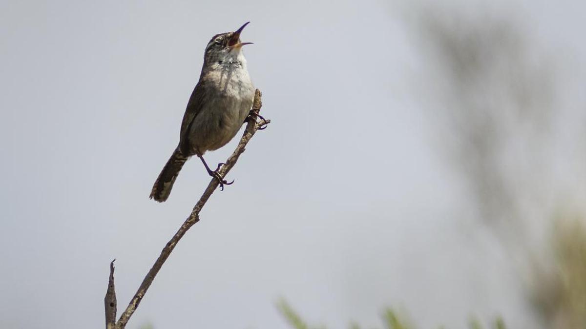 A Bewick's Wren sings its melodious song at Oso Flaco Lake. Plans proposed by the State Parks for the California State Parks Vehicle Recreation Area (SVRA) would install a 225 site campground and a staging area for off-road vehicles.
