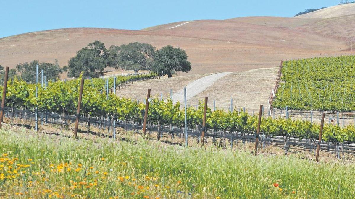 Paso Robles voters rejected proposed measures to form a Paso Robles groundwater management district in an election in early March. The proposed district would have been managed by a hybrid board of citizens and landowners.