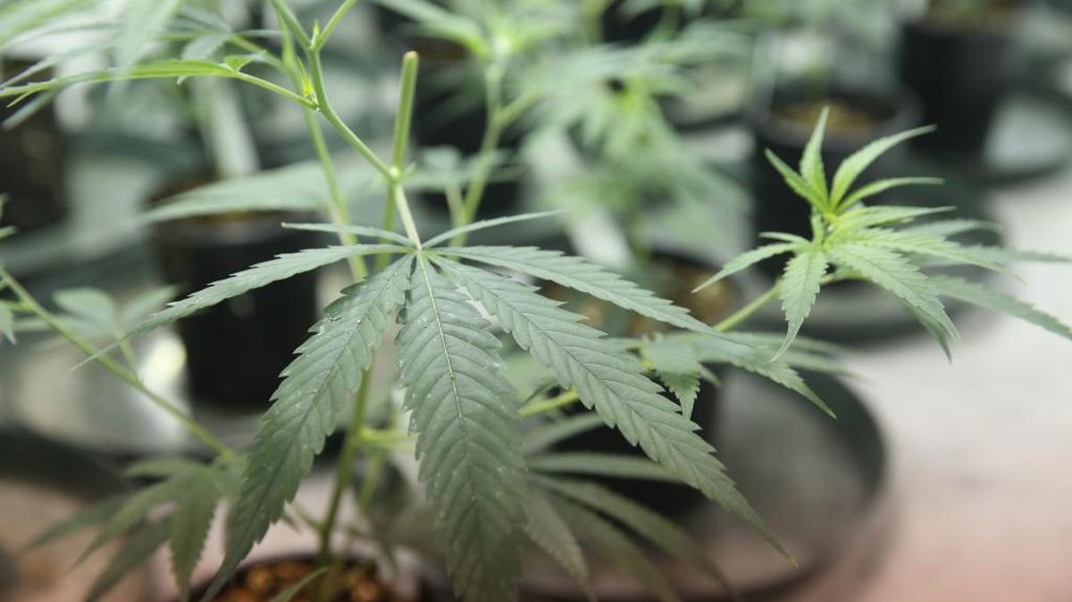 Marijuana plants in their initial stages of growth are cultivated in one of the rooms within Surterra Therapeutics.