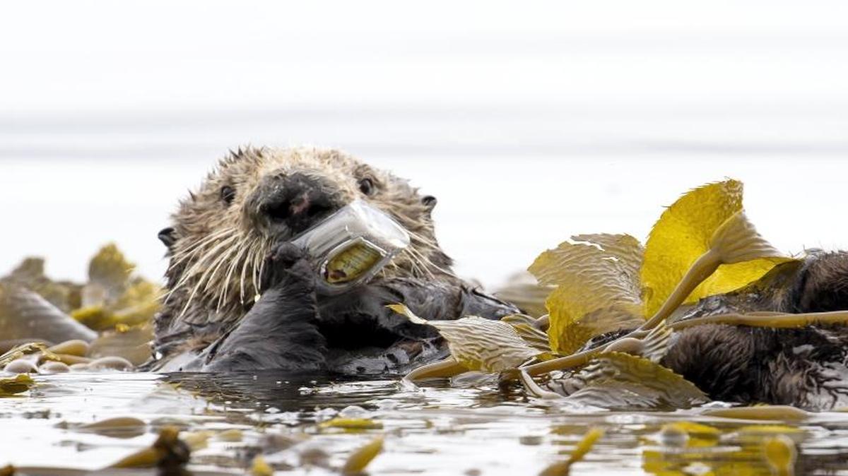 Avila Beach Paddlesports owner Vincent Shay spotted this otter on Sunday playing with a discarded Crown Royal bottle.