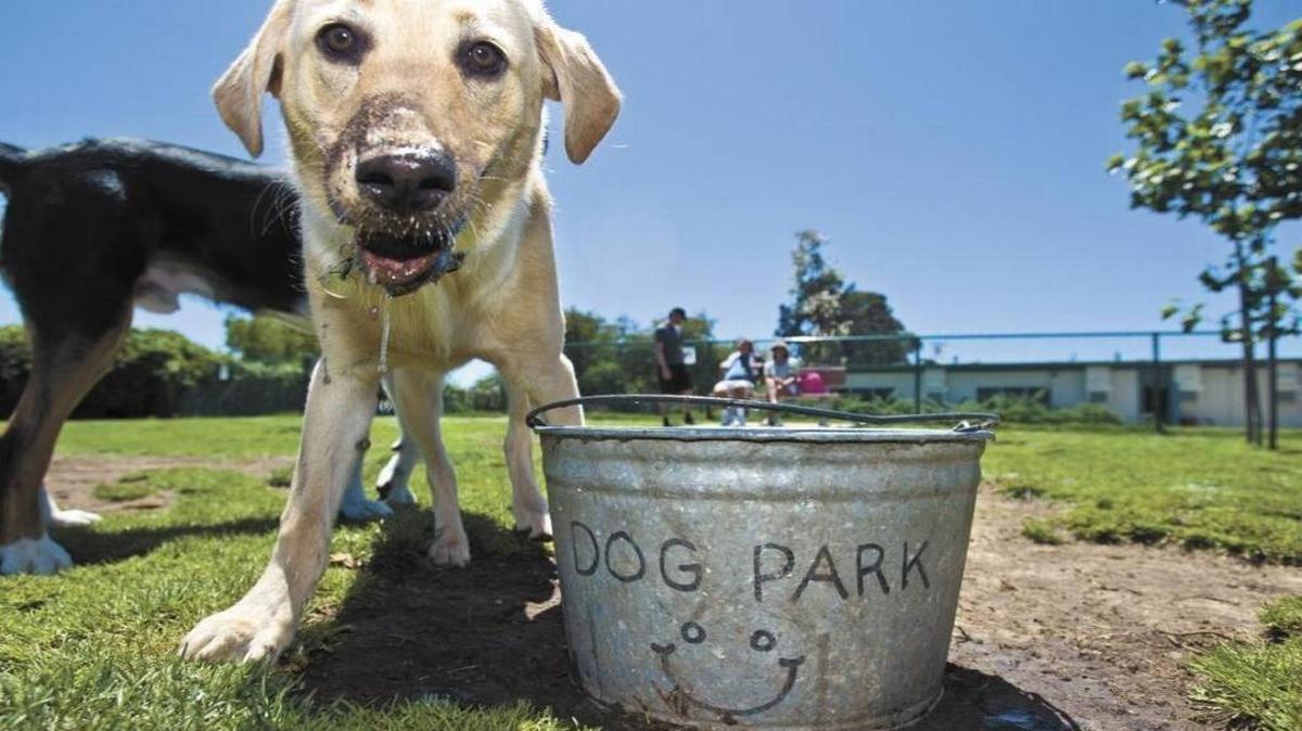 A yellow lab named Carlos looks up after getting a drink at the Elm Street Dog Park in Arroyo Grande.