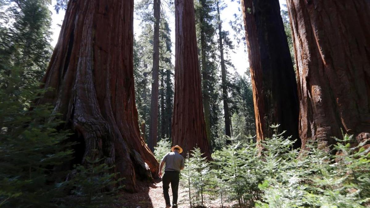 Dean Shenk, a supervisory ranger at Yosemite National Park, walks to a group of sequoias in Mariposa Grove at the park on April 15, 2014.