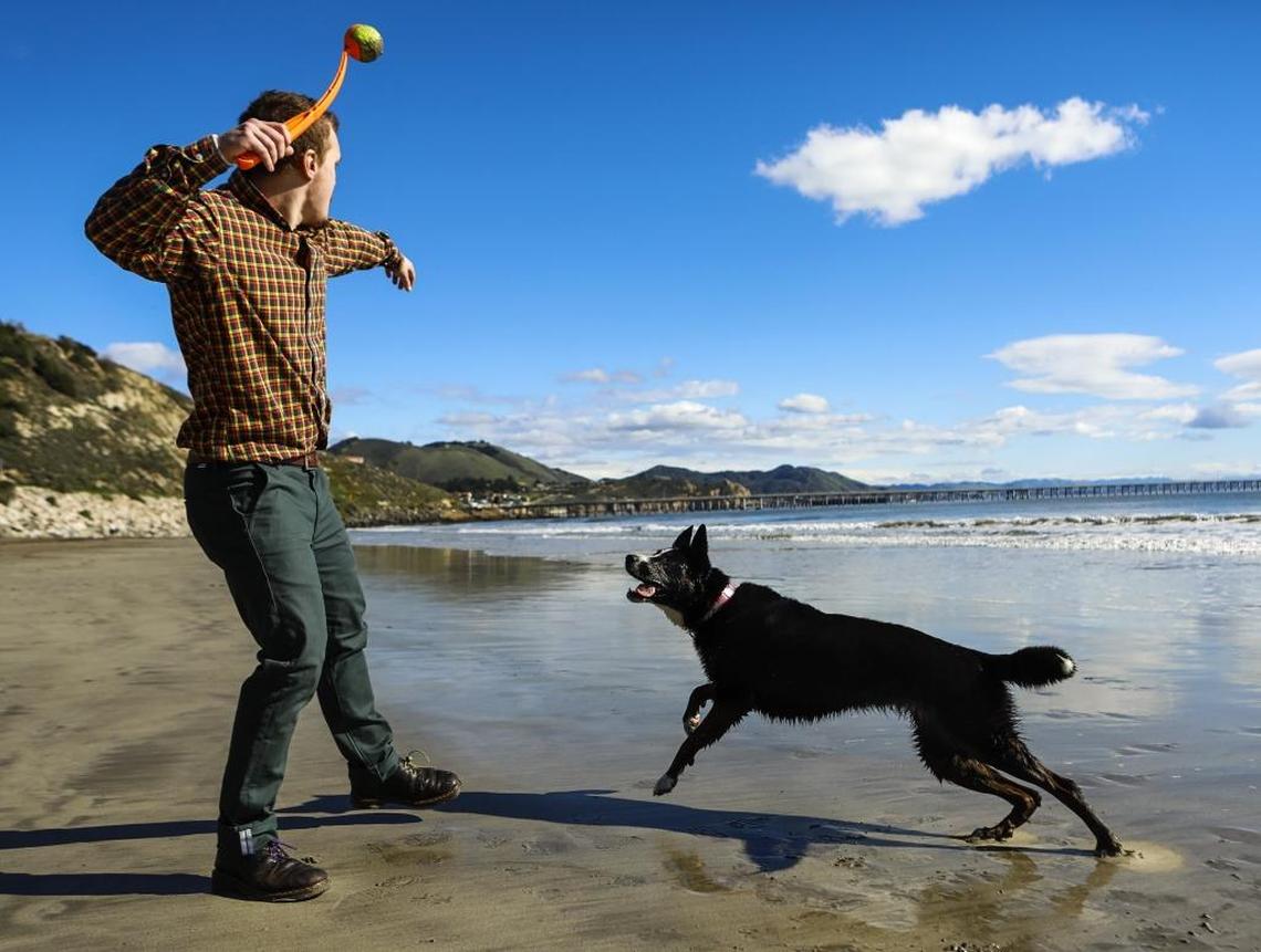 Port San Luis Harbor District is considering changing its rules for dogs on some of its beaches, and possibly banning dogs outright.