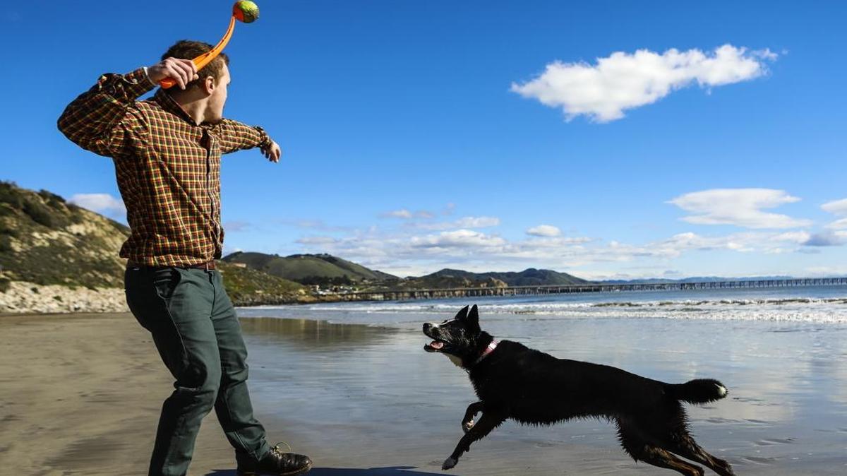 Port San Luis Harbor District is considering changing its rules for dogs on some of its beaches, and possibly banning dogs outright.