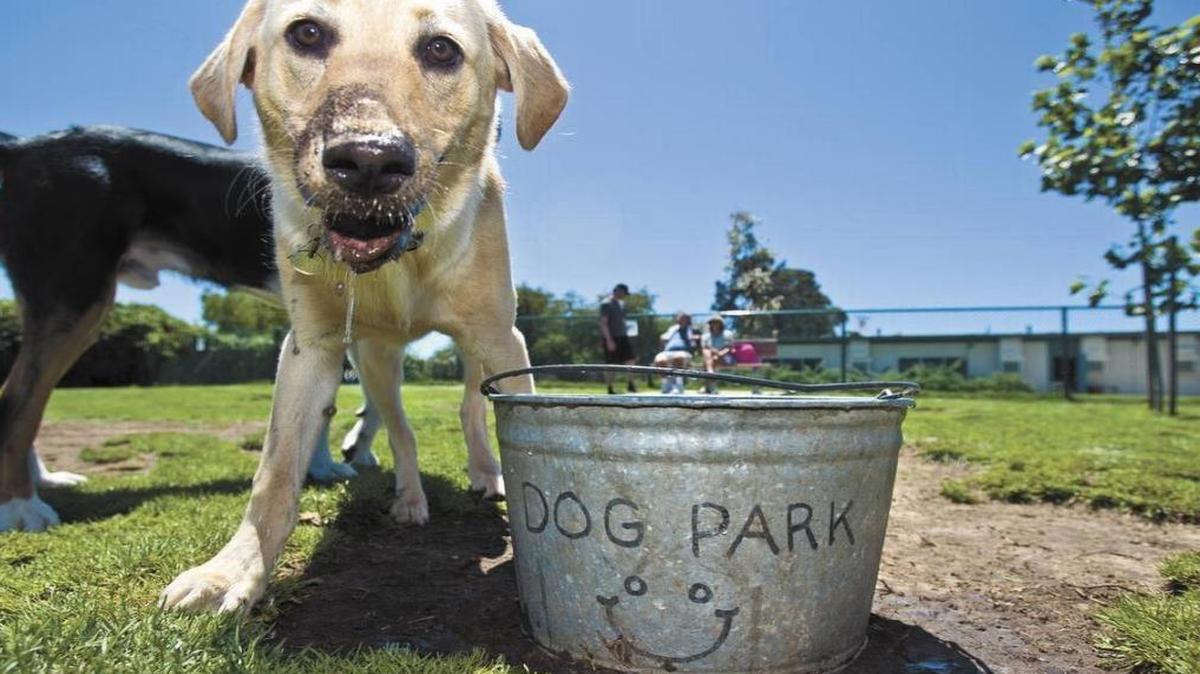 A yellow lab named Carlos looks up after getting a drink at the Elm Street Dog Park in Arroyo Grande.