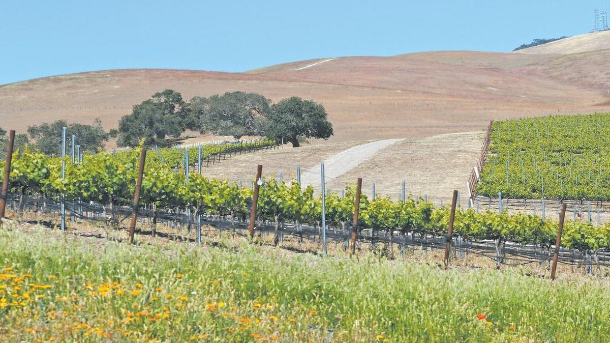 Paso Robles voters rejected proposed measures to form a Paso Robles groundwater management district in an election Tuesday. The proposed district would have been managed by a hybrid board of citizens and landowners.