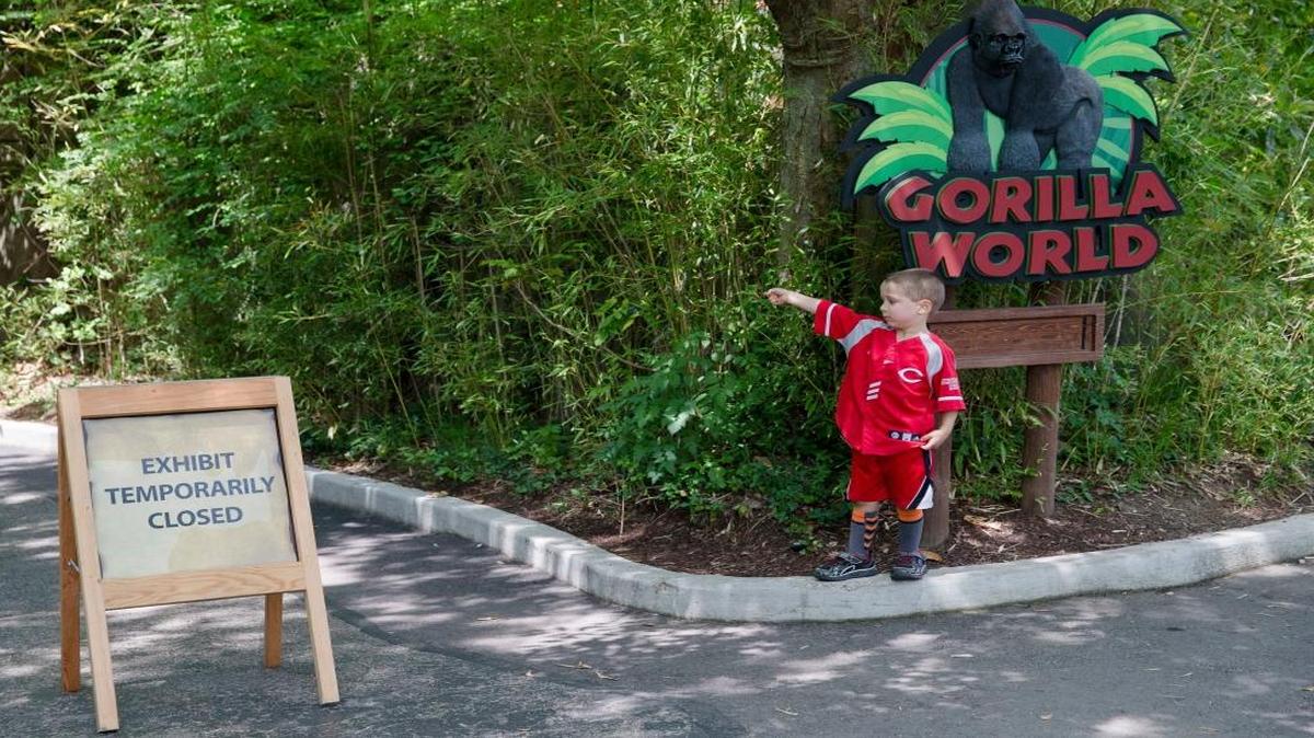Lucas Salcedo, 5, points toward the shuttered Gorilla World exhibit as he asks his father if they could enter at the Cincinnati Zoo & Botanical Garden on May 29 in Cincinnati. On Saturday, a special zoo response team shot and killed Harambe, a 17-year-old gorilla, that grabbed and dragged a 4-year-old boy who fell into the gorilla exhibit moat.