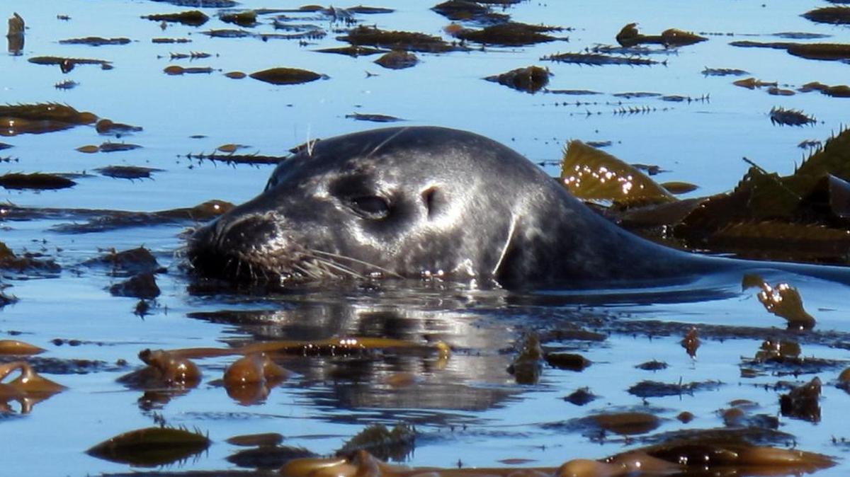 A harbor seal is seen among the kelp at the Monterey Bay National Marine Sanctuary in Monterey in 2009.