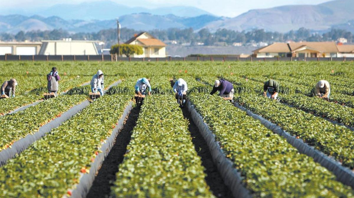 Strawberries are one of the many crops grown in San Luis Obispo and Santa Barbara counties.