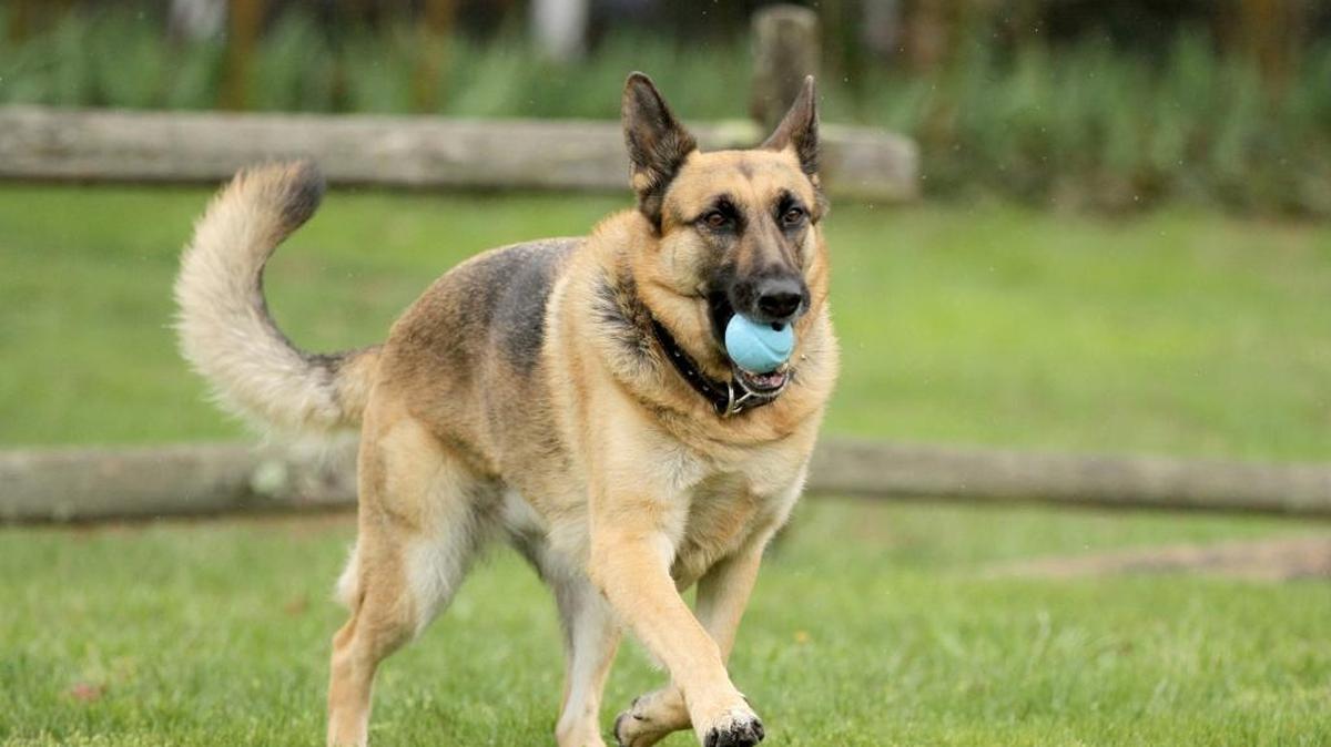 A German shepherd runs with a ball while playing at a park.