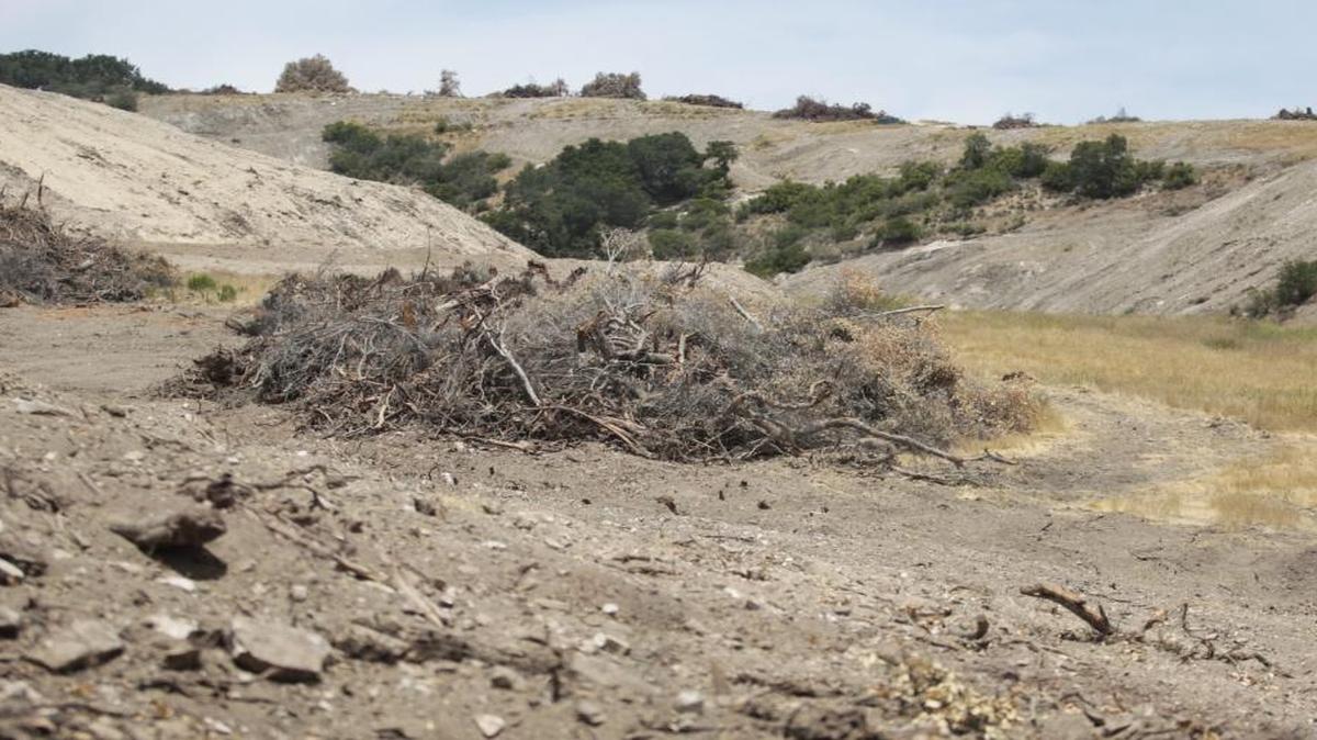 Oak trees were removed from Justin Wines’ property near Paso Robles.