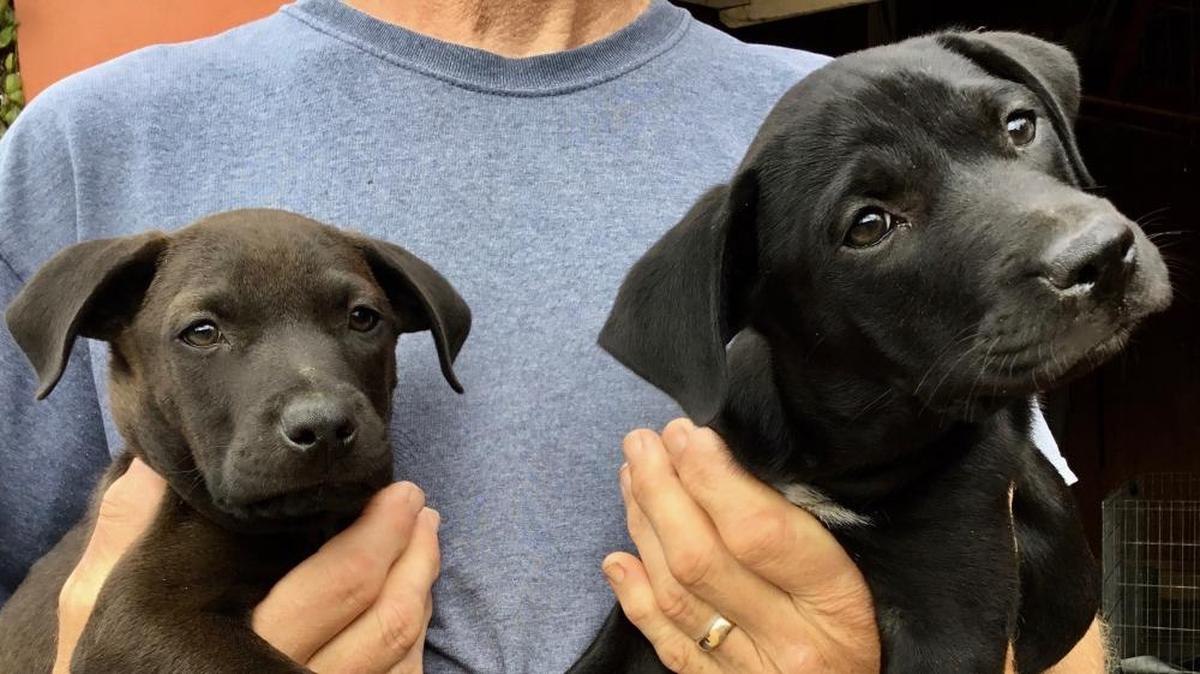 These dogs were up for adoption at San Luis Obispo County Animal Services.
