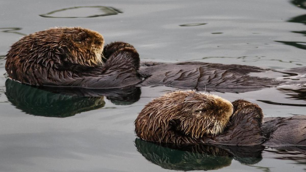A pair of sea otters nap side by side inside the Morro Bay harbor in January 2016.
