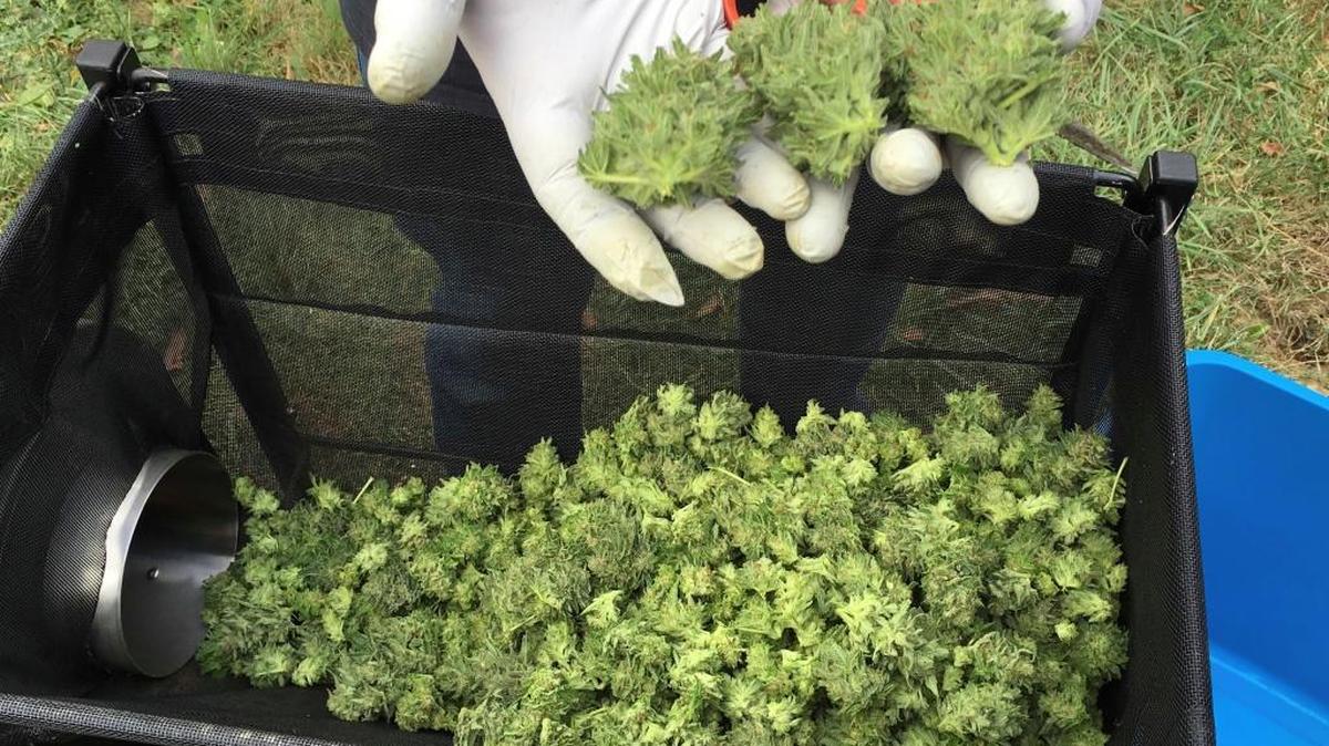 A marijuana harvester examines a bud that is going through a trimming machine in a rural area near Corvallis, Ore., on Sept. 30.