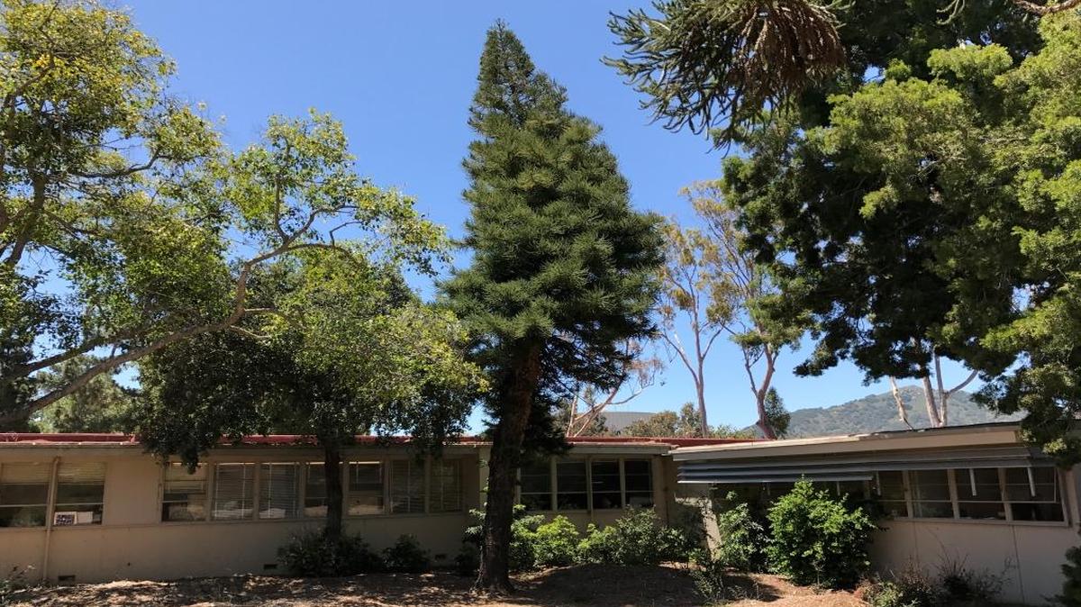 A Cook pine tree on the Cal Poly San Luis Obispo campus leans south, toward the equator.