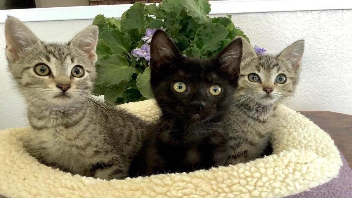 Kittens at the San Luis Obispo County Animal Services shelter.