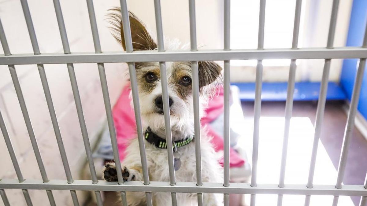 Piccolo was available for adoption at Woods Humane Society in 2016. Woods urges all communities in San Luis Obispo County to continue their service contracts with San Luis Obispo County Animal Services.
