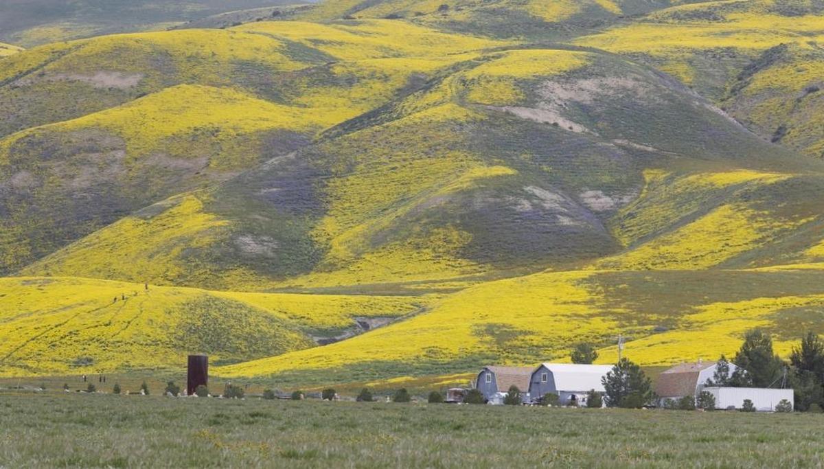 Thousands flocked to the Carrizo Plain National Monument this spring to witness the “superbloom.”