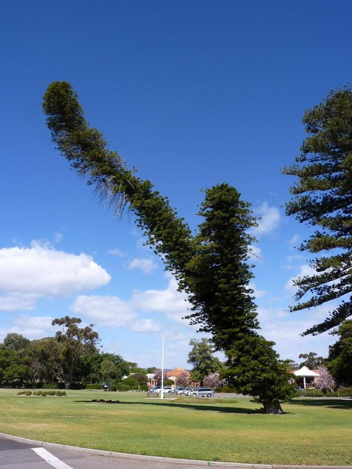 Leaning Cook Pines in North Brighton Beach, Adelaide, South Australia