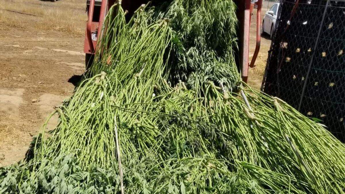 Some of the 2,600 cannabis plants ripped out Thursday are fed into a shredder.