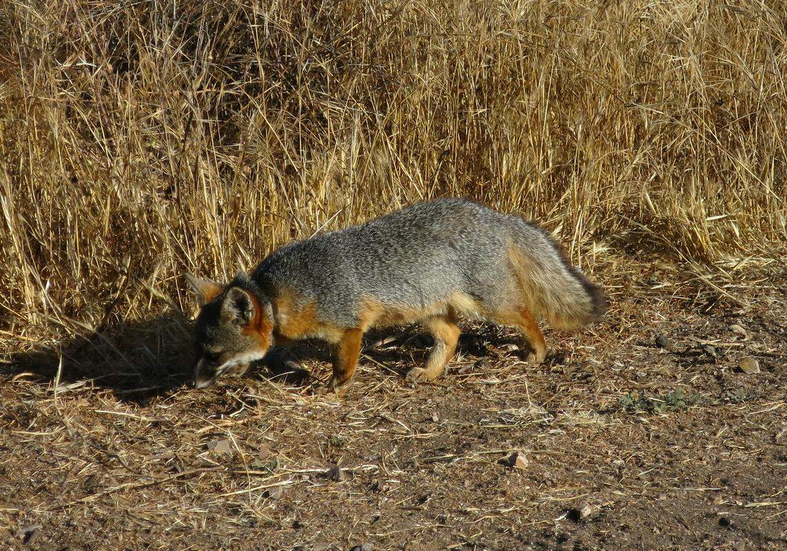The island fox has made a fast recovery on the Channel Islands off the coast of southern California.