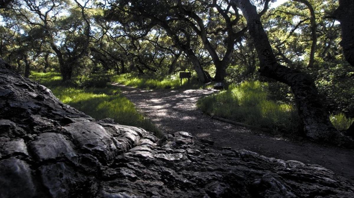 Enjoy a hike in the Los Osos Oaks State Natural Reserve on Sunday, Jan. 29.
