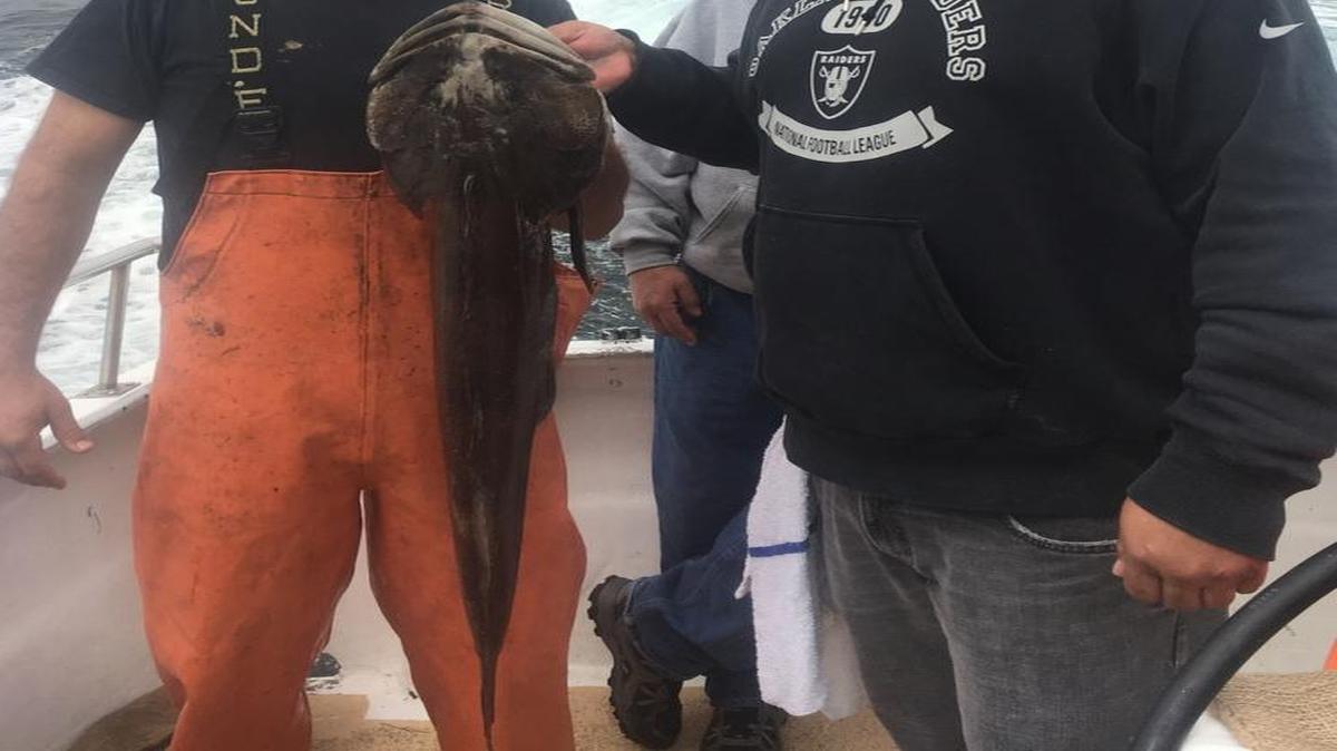 Shafter angler Mikey Munoz (right) shows off his 18.9-pound lingcod jackpot winner Sept. 10 aboard Virg’s Landing vessel Fiesta. Deckhand Matt Oliver (left) assists.