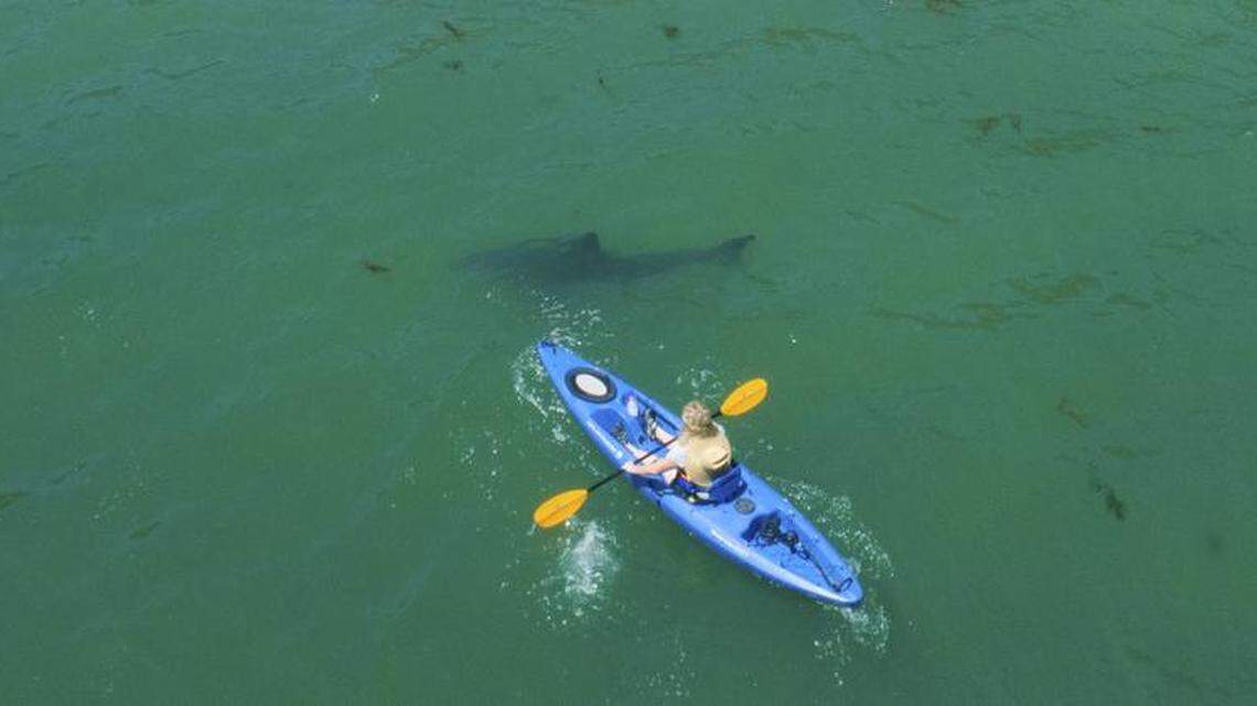 10-foot great whites circle kayaker off California coast — and drone video captures it all