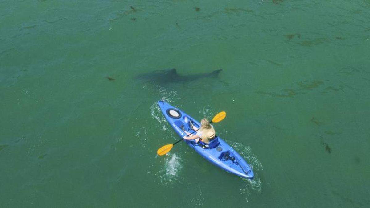 Great white sharks circle Nicolle Otman as she paddles in a kayak in the waters off New Brighton State Beach near Aptos in Santa Cruz County on June 23, 2018.
